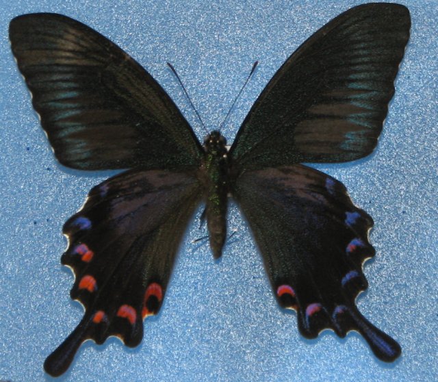 Papilio Gynandromorph 14 (Internet Image property of respective owner, non-commercial use only)